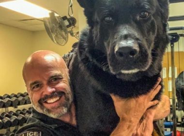 警犬追犯人从6米高跳下,受伤还努力完成任务,帅得不行!