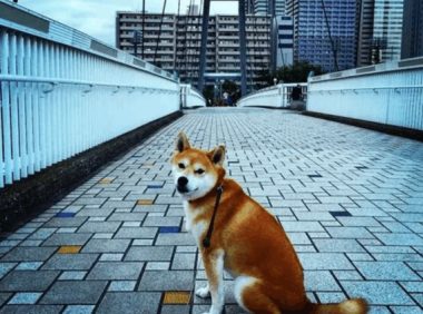 柴犬不想回家, 被宠主拉成了大饼脸, 它一脸得瑟: 咱靠实力