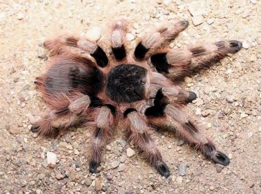 巴西黑白脚身份信息