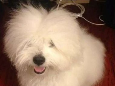 狗儿咬电线玩，一瞬间被电成这副样子，主人看过都笑岔气！