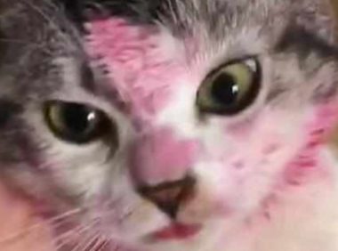 出门前让猫狗看着孩子,回来后主人看到猫狗的脸,气得脸都绿了!