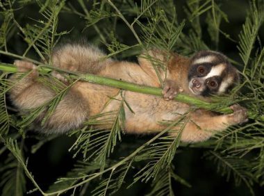 胳膊肘能分泌毒素的懒猴,用犬齿沾毒液,专咬“自己人”