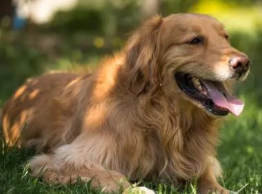 被养殖场淘汰的金毛犬，只能在笼子讨要食物