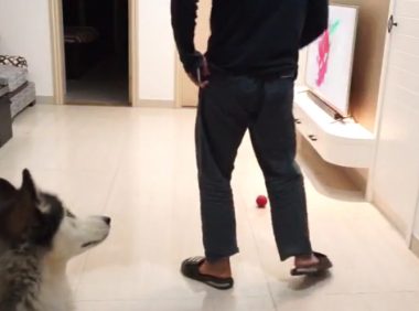 主人装作倒下检测狗子反映，三只狗狗却爱理不理：这货又病发了？