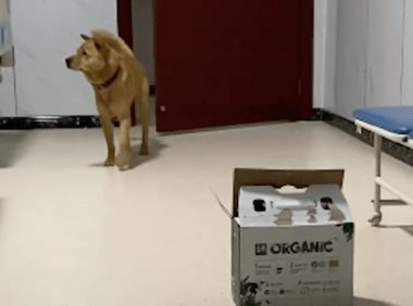 网友生病住院时,狗狗竟自己找来看望他!唯一不带东西但是真心的