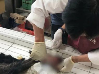 土狗被大爷掷哑铃击中致死，因为抢吃了鸡排