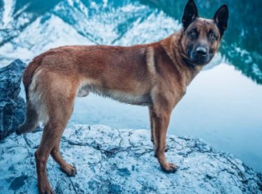 穿警服的大魔头:马犬,从小喽啰到C位的逆袭