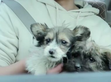 两只流浪小奶狗被遗弃在废墟中，虽冷得发抖，却依旧亲人