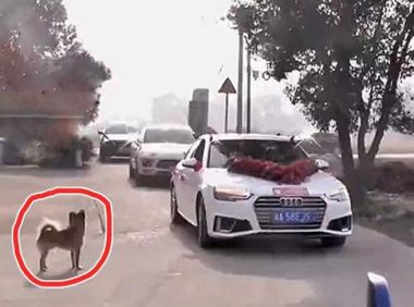 女子嫁人，家狗紧追婚车10多公里送亲