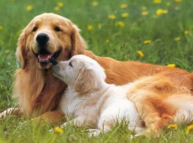 河南发生“狗咬人”事件,为何人类最忠实的朋友却转头攻击人类?