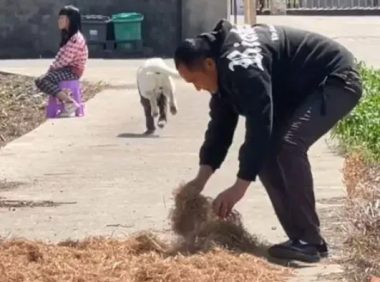 主人在门口干农活时,狗狗的举动让人感动:真没白养你啊