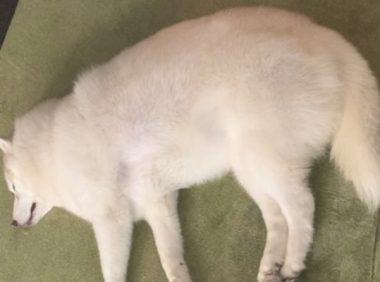 主人家用狗掉的毛发，又摆出了一个狗狗造型，一觉醒来空出个弟兄？