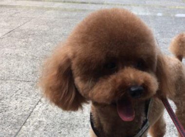 遛猫遛狗时，边牧将泰迪咬成受伤！泰迪主人家：边牧主人家一去不回