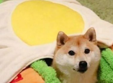 柴犬看到新买的狗窝，直接躺上去，主人随口说一话，狗狗被吓坏了