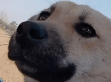 狗狗生病了，偷偷离开家准备默默死去！狗：不能让主人因我而伤心