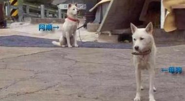 狗狗偷吃完就跑 不料数月狗妈妈带狗崽上门讨债