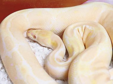 白化球蟒身份信息