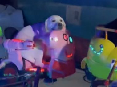 让狗狗坐旋转小飞船,它坐在上面一脸嫌弃表情:好无聊,不好玩!