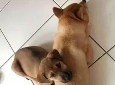 流浪狗瘦弱娇小，被好心主人带回家，一段时间后却不知道怎么办了