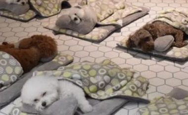 日本狗狗幼儿园走红!狗狗跟念书一样,一天也有作息表