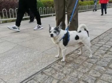 遛狗时随地大小便的狗 | 市民遛狗“污染”环湖小路 宠物狗随地大小便大型犬不系狗链