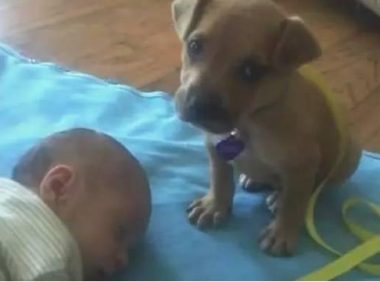 宝宝入睡后,狗狗静静地等候在旁边,結果守着守着自身就是这样睡觉了