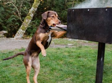 米克斯狗狗成为电影演员 还意外与狗姊妹相认