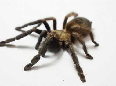 哥斯达黎加橙嘴身份信息