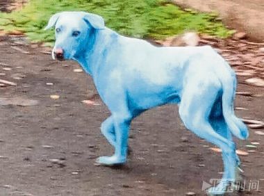 长相怪异的流浪狗，全身长蓝色毛发像怪物，真相太可恶！