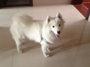 萨摩耶生下一窝奶狗,主人见到在其中一只急得大骂,好多个月后却高兴得呲牙咧嘴!