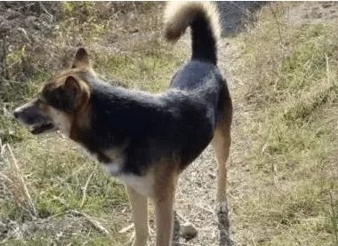 这只狗彻夜未归杳无音讯,找到时主人动作太搞笑,网友:其实很心疼