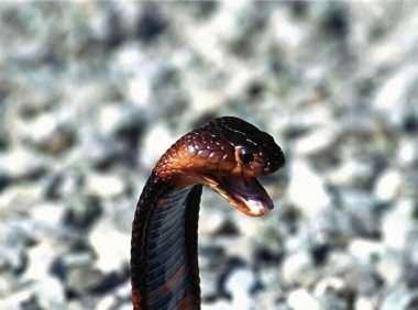 狐狸蛇身份信息