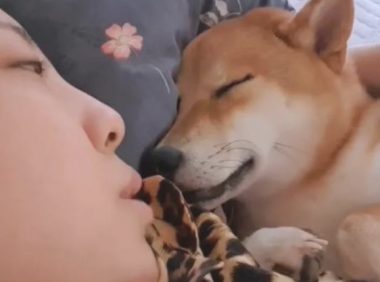铲屎官捡了只柴犬帮自身暖床,二哈看后不高兴了:你外边有狗了