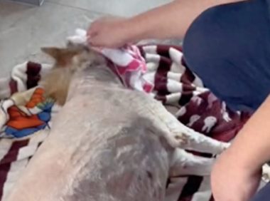 陪伴13年的狗去世，专门手工做了木箱给它下葬，很幸福