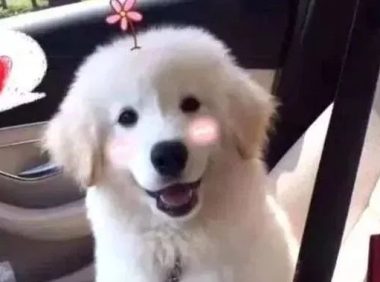 萨摩耶和金毛狗产下了1个小金萨，一出世就震撼任何人！