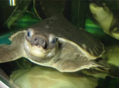 猪鼻龟身份信息