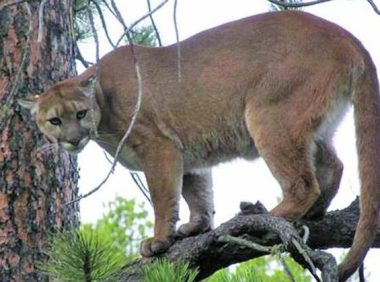 美洲狮闯入家中，最终被捕获，女子：我和我的狗都承受了巨大压力