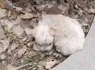 漂亮小奶狗躺路边,再见时狗狗已经在垃圾堆