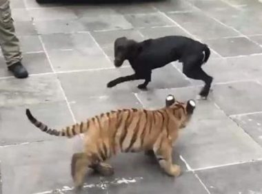 狗狗撩拨小老虎,老虎气炸了,汪:撸猫真好玩