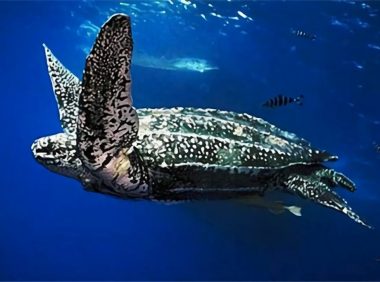 棱皮龟身份信息