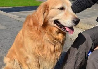 金毛犬在床上撒尿，主人拿起拖鞋就想教育！