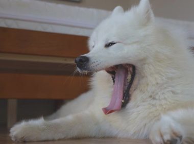 小狗被主人家文化教育时打呵欠?这并不是心不在焉,只是在求主人家修复理智