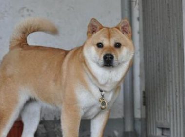 李女士花8000块买了一只柴犬,养了三年之后才发现是田园犬