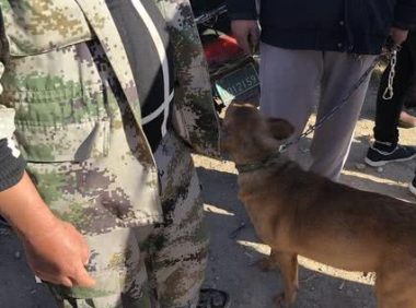 老人卖掉培养多年的爱犬，出价九百无人问津