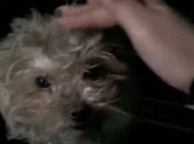 流浪狗在马路上乱窜,女生犹豫片刻开车调头来找,它竟乖巧的出奇