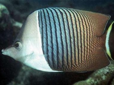 中白蝴蝶鱼身份信息