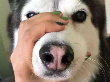 主人嫌哈士奇太吵,给它戴着嘴套睡觉,隔天发现狗狗长睡不醒了