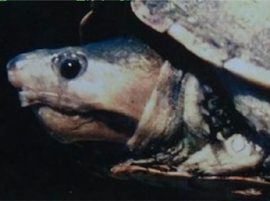 哥伦比亚泥龟身份信息