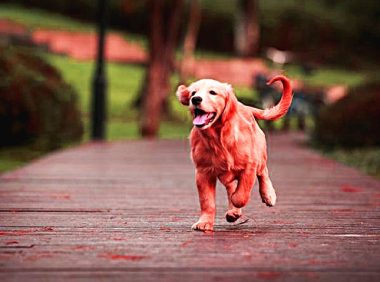 金毛犬卖300，都没人要，老人有些哽咽，但却遭到众人鄙视！