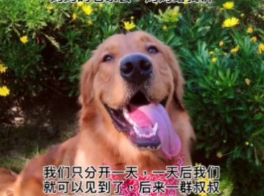 网红狗siri离世，上亿网友为其发声，要求托运公司给个说法